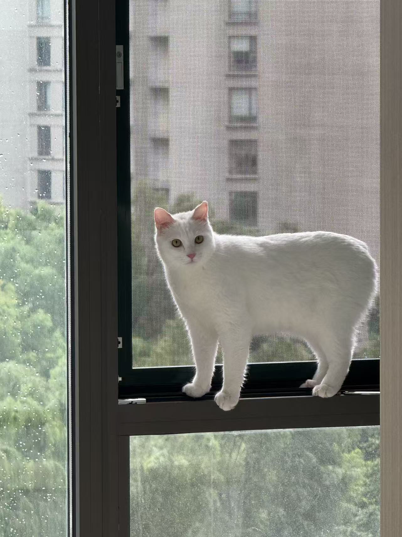 小白