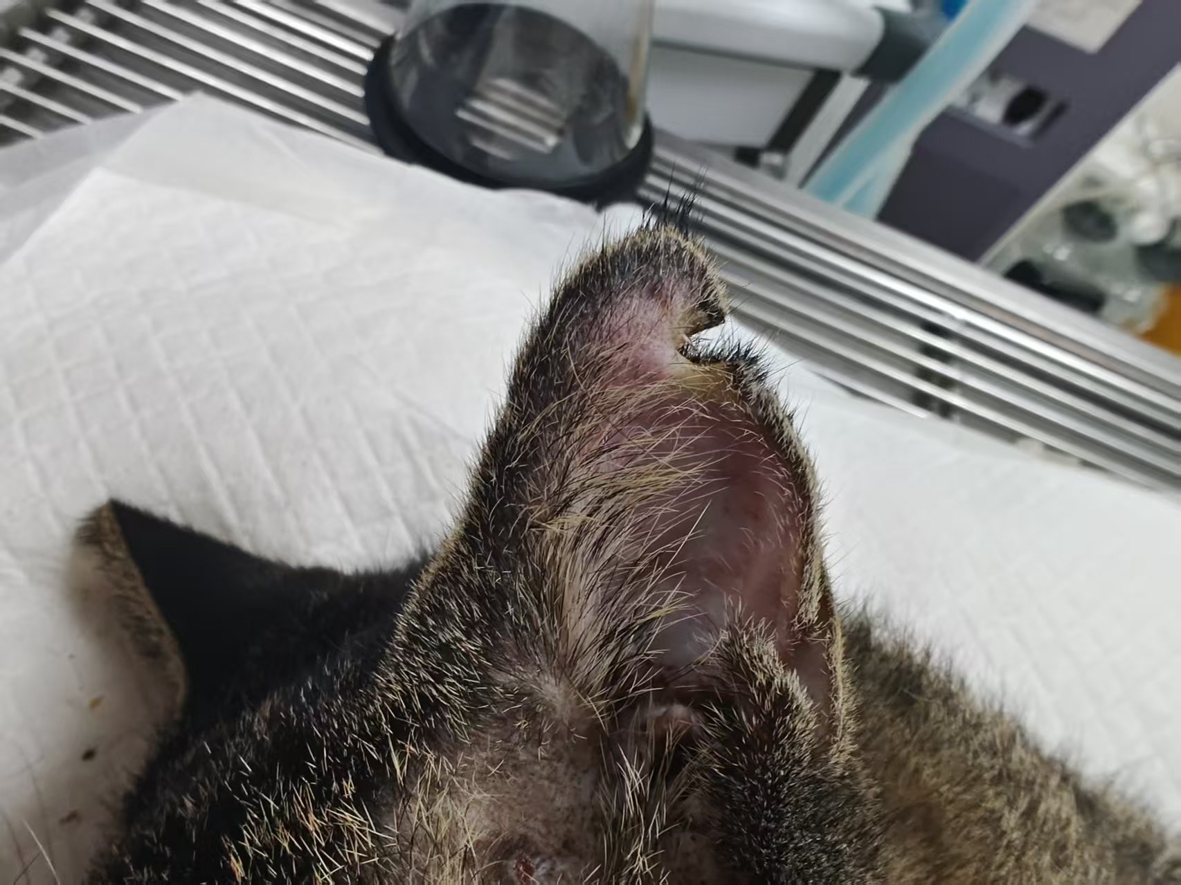 三角剪耳——狸花猫耳尖呈小三角形缺口