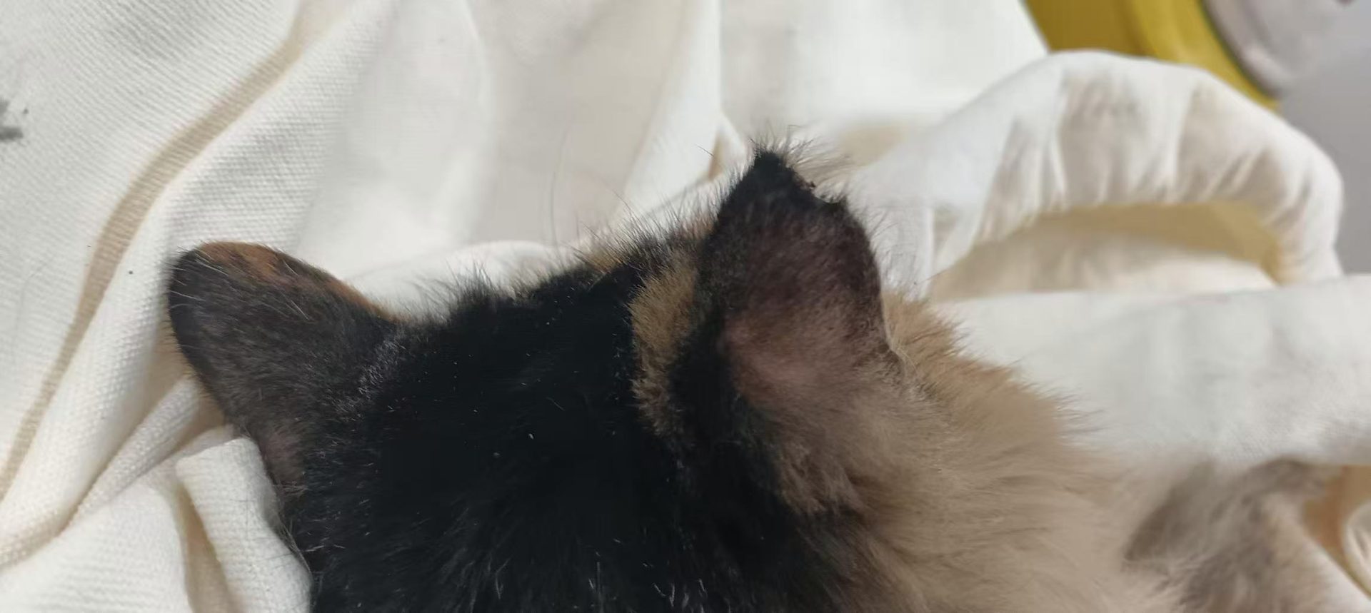 斜切耳标——玳瑁猫左耳尖呈锐角 V 字形缺口